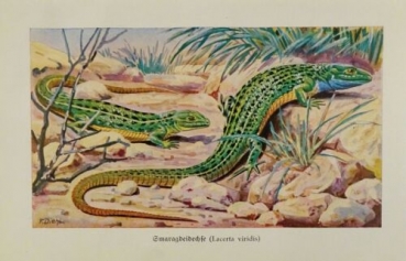 1926 - Smaragdeidechse (Lacerta viridis) - alter Druck